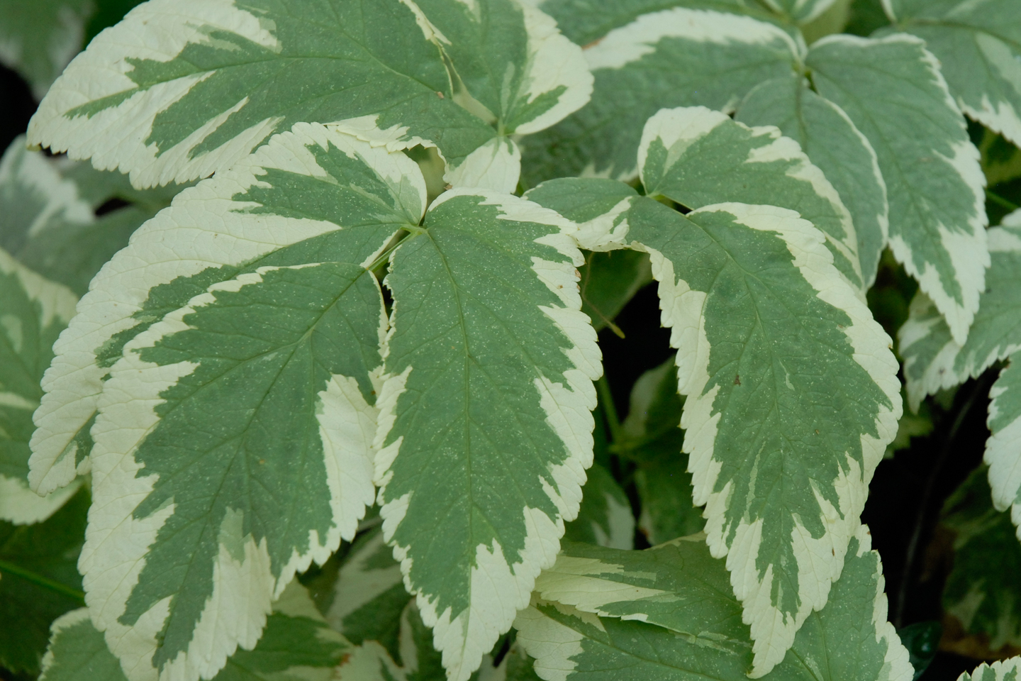 Snow-on-the-Mountain